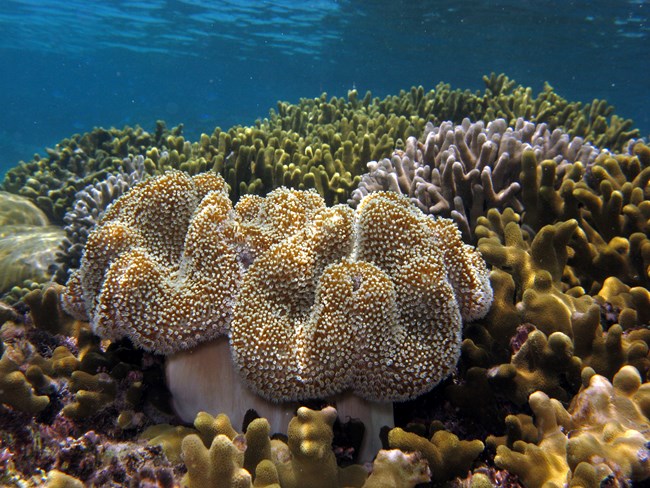Vibrant coral reef at War in the Pacific National Historical Park Vibrant coral reef at War in the Pacific National Historical Park.