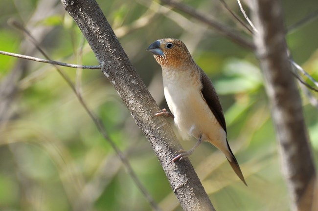 African Silverbill African Silverbill