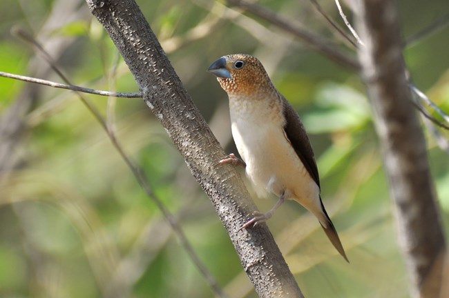 African Silverbill