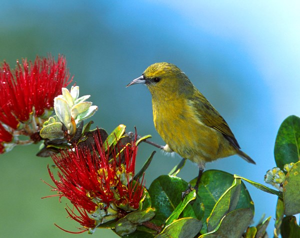 Amakihi Hawaii Amakihi