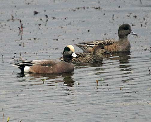 American Wigeon American Wigeon