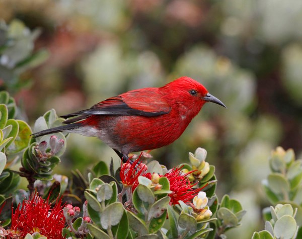 An ʻapapane, photographed by Jack Jeffrey