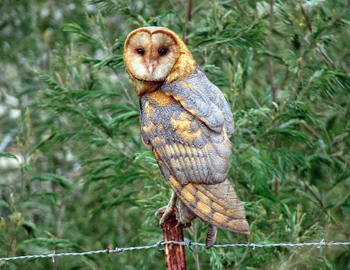 Barn Owl