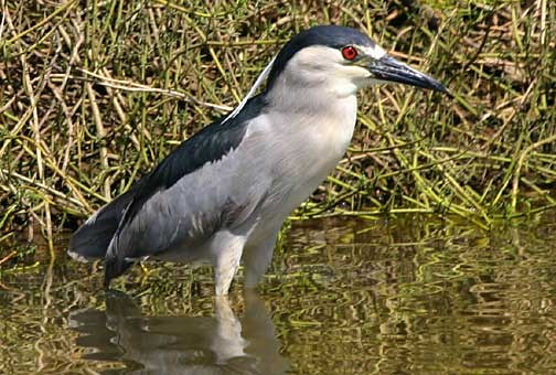 Black-crowned Night-Heron