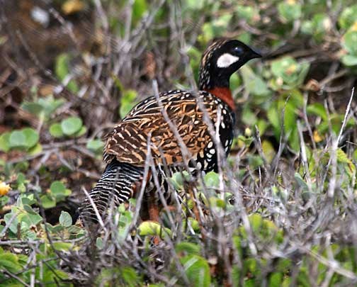 Black Francolin