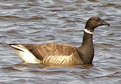 Brant Brant