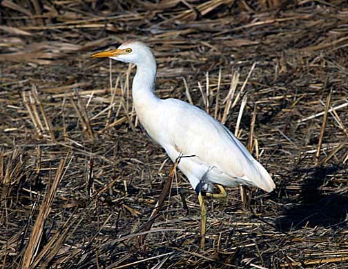 Cattle Egret