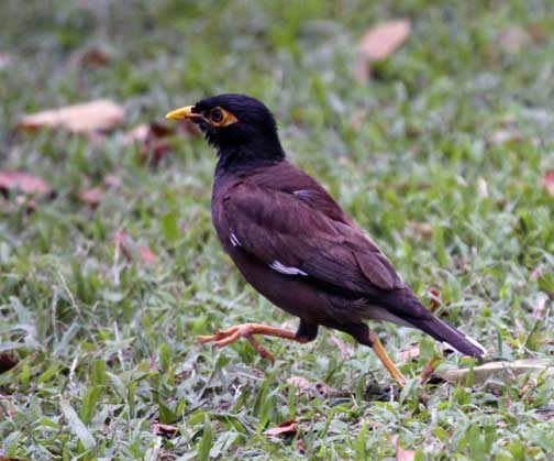 Common Myna