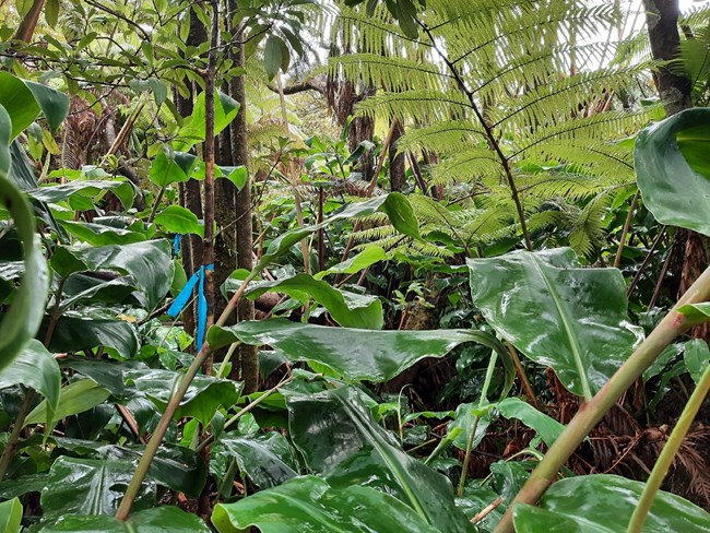 Invasive Kahili ginger (Hedychium gardnerianum) growing throughout a native forest in Hawaiʻi Volcanoes National Park