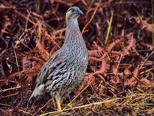 Erckels Francolin