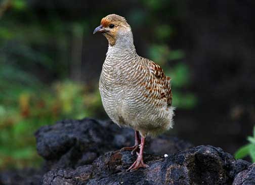 Gray Francolin