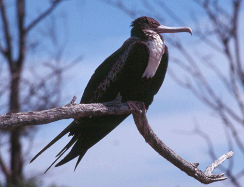 Great Frigatebird