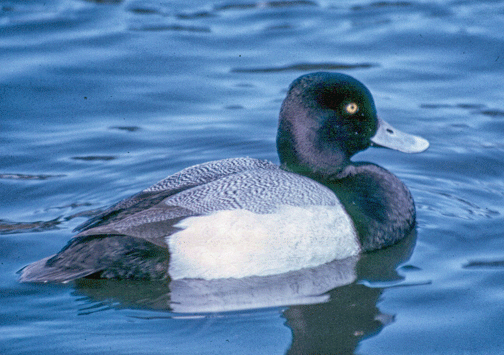 Greater Scaup