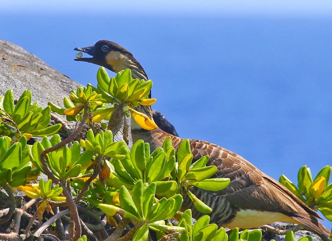Nene with native naupaka berry at Hawai'i Volcanoes National Park Nene with native naupaka berry