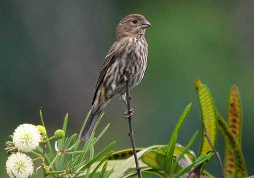 House Finch