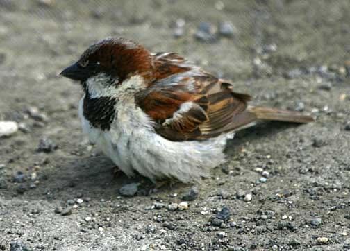 House Sparrow