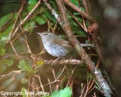 Japanese Bush-Warbler