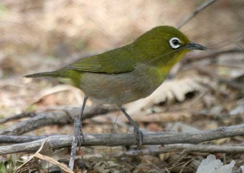 Japanese White-eye