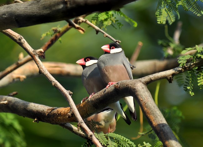 Java Sparrow