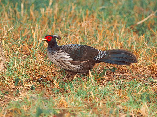 Kalij pheasant