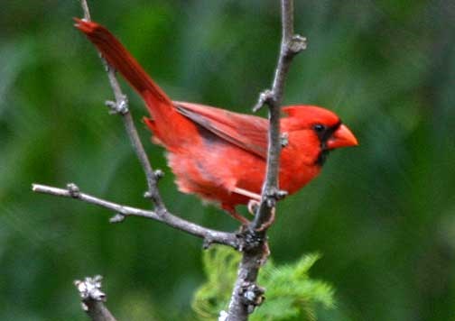 Northern Cardinal