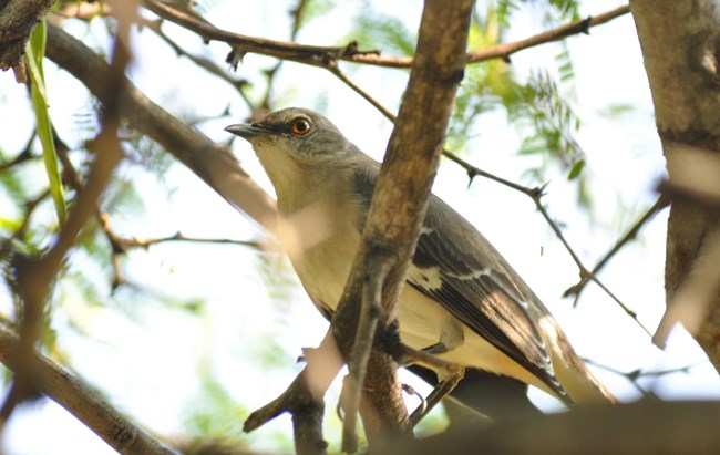 Northern Mockingbird