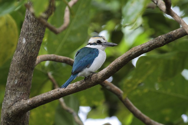 A Pacific Kingfisher at the National Park of American Samoa.