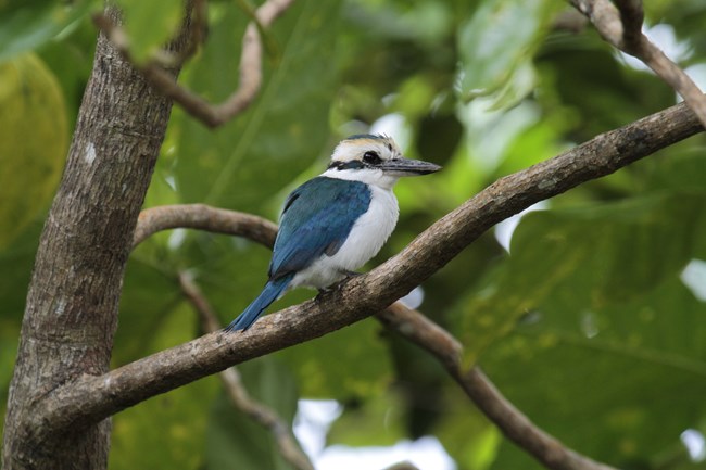 A Pacific Kingfisher at the National Park of American Samoa A Pacific Kingfisher at the National Park of American Samoa.