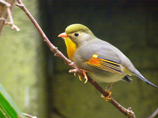 Red-billed Leiothrix