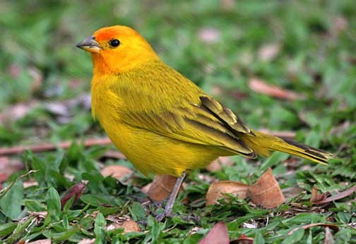 Saffron Finch