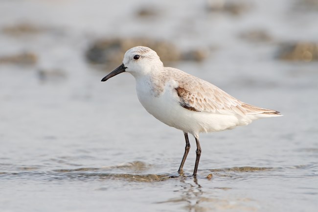 Sanderling