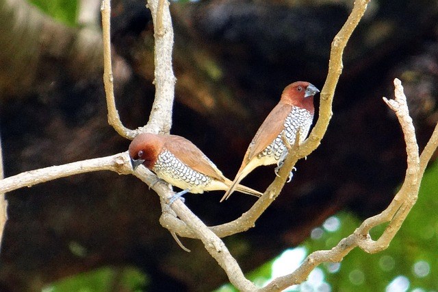 Scaly-breasted Munia