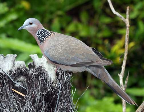 Spotted Dove Spotted Dove