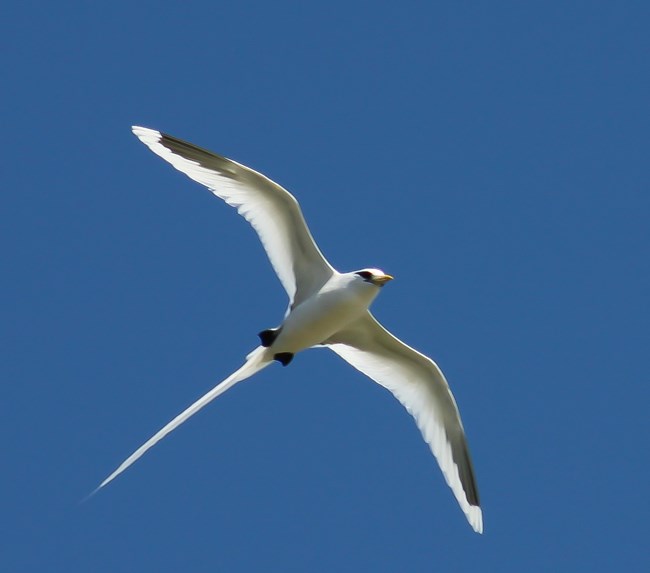 WT Tropicbird White-tailed Tropicbird