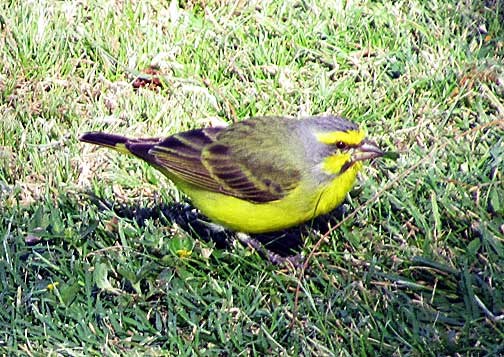 Yellow-fronted Canary