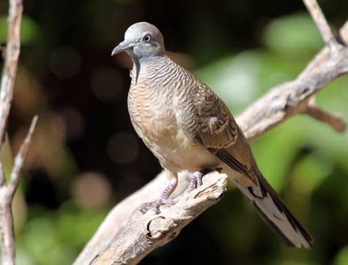 Zebra Dove