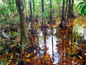 Mangrove swamp in American Memorial Park