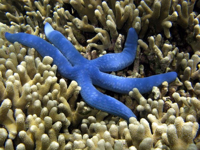 Blue sea star in WAPA A blue sea star (Linckia laevigata) resting on coral