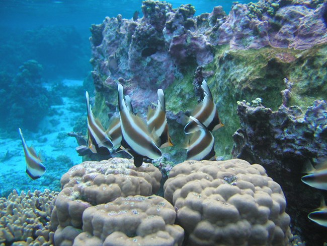 Pennant bannerfish (Heniochus chrysostomus) observed on a coral reef in National Park of American Samoa.