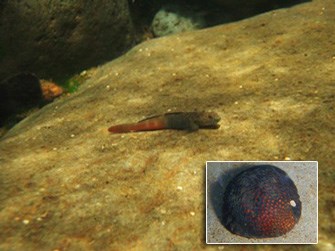 An endemic stream fish and snail at Haleakalā National Park An endemic stream fish and snail at Haleakalā National Park