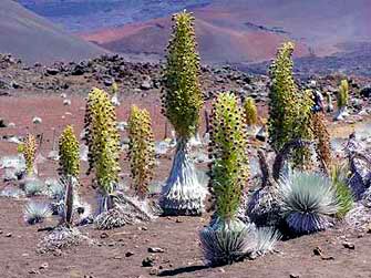 Haleakalā Silverswords Image of Haleakalā Silverswords
