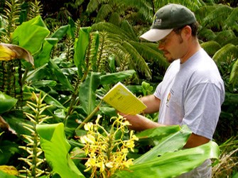 Invasive ginger at Hawai‘i Volcanoes National Park