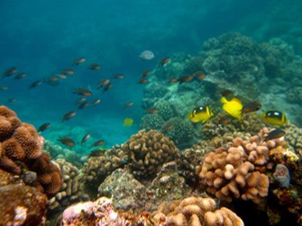 Reef fish at Kaloko-Honokōhau National Historical Park Reef fish at Kaloko-Honokōhau National Historical Park