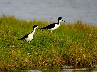 Endangered ae‘o (Hawaiian stilt) at Kaloko-Honokōhau National Historical Park