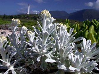 Native coastal plants at Kalaupapa National Historical Park