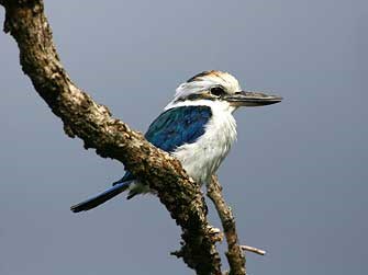 A collared kingfisher at the National Park of American Samoa A collared kingfisher at the National Park of American Samoa