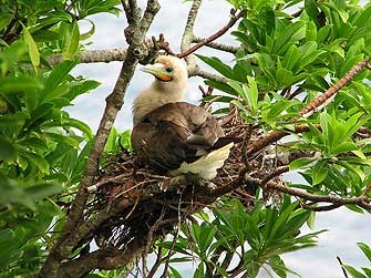 A red-footed booby looks back at the camera