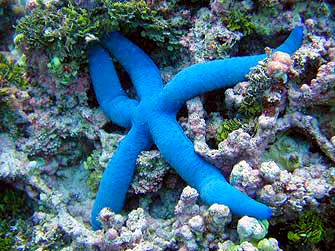 A blue starfish on coral reef at National Park of American Samoa