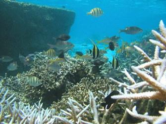 Tropical reef fish at War in the Pacific National Historical Park Tropical reef fish at War in the Pacific National Historical Park