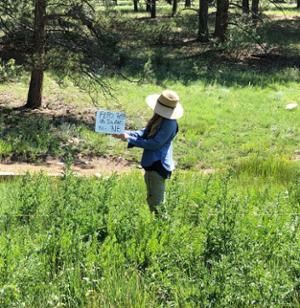 Woman stands knee deep in lush riparian vegetation next to a well worn trail.